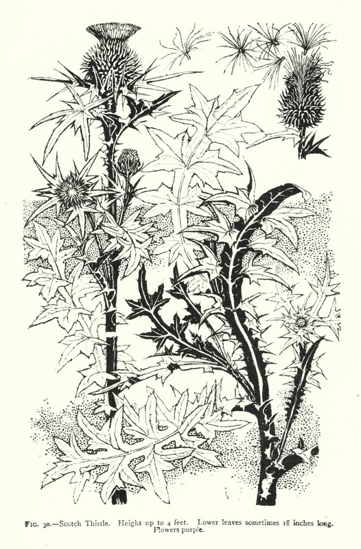 Scotch Thistle; Height up to 4 feet; Lower leaves sometimes 18 inches long; Flowers purple (engraving) بواسطة مدرسة اللغة الإنجليزية