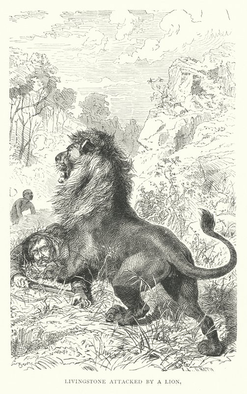 Scottish missionary David Livingstone attacked by a lion in Africa (engraving) بواسطة مدرسة اللغة الإنجليزية