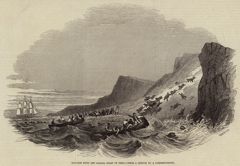 Sea-Lion hunt off Callao, Coast of Peru (engraving) بواسطة مدرسة اللغة الإنجليزية