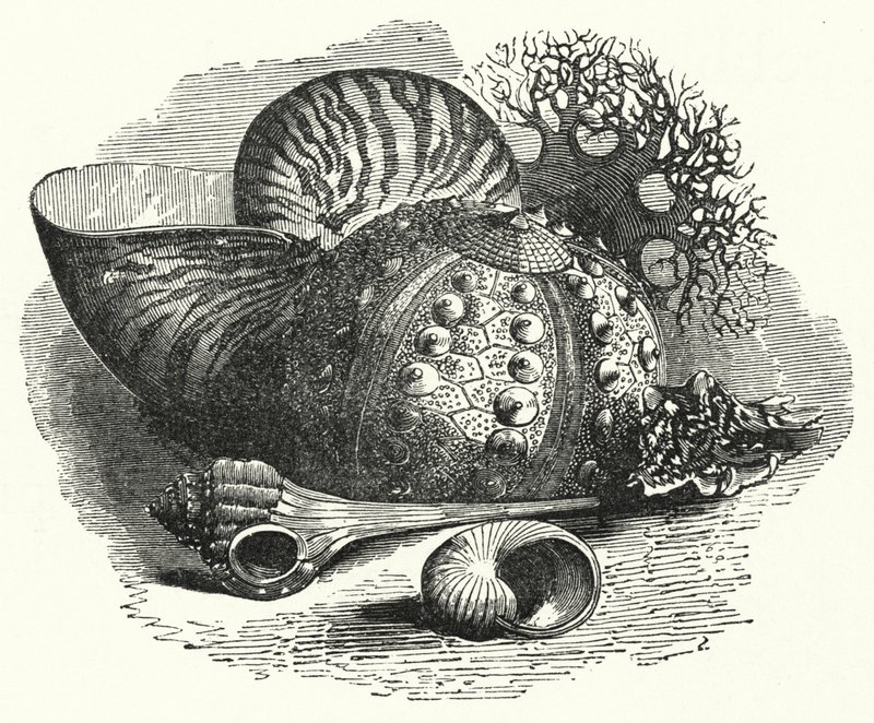 Sea Shells (engraving) بواسطة مدرسة اللغة الإنجليزية