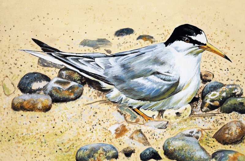 Seabird (ماسك المحار) بواسطة مدرسة اللغة الإنجليزية