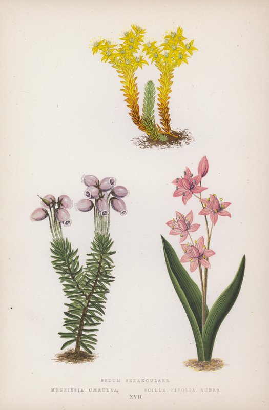 سيدوم سيكسانغولاري. Menziesia Caerulea؛ سيلا بيفوليا روبرا (لون ليثو) بواسطة مدرسة اللغة الإنجليزية
