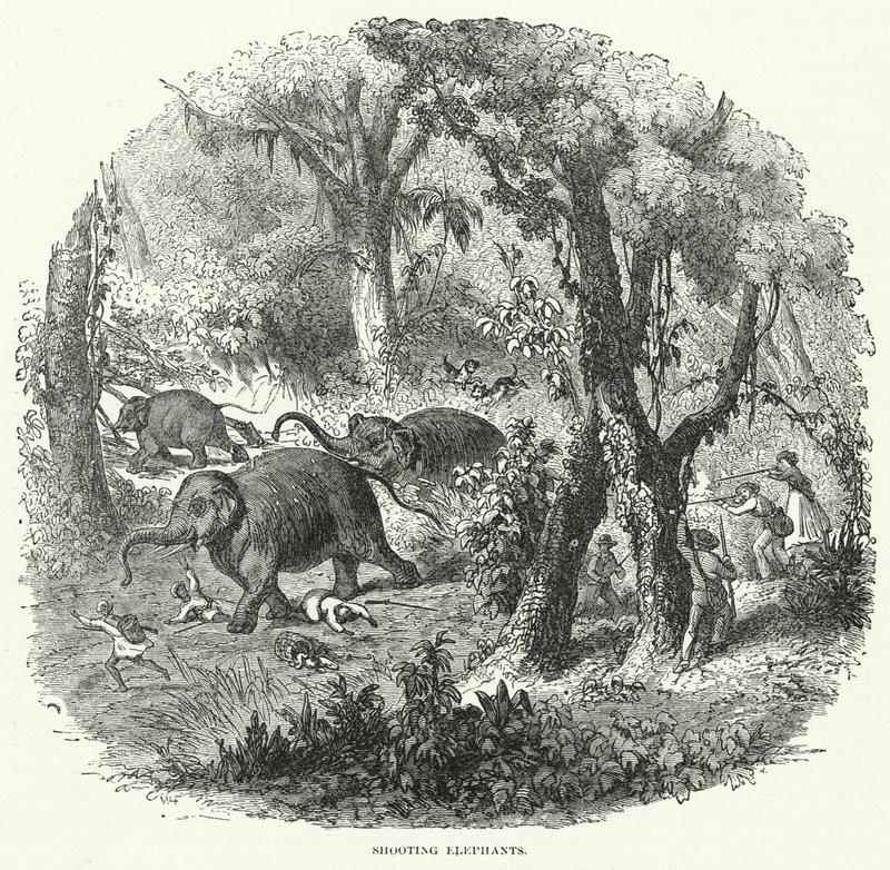 Shooting Elephants (engraving) بواسطة مدرسة اللغة الإنجليزية