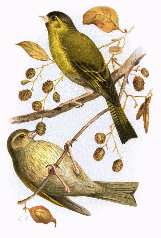 Siskin بواسطة مدرسة اللغة الإنجليزية