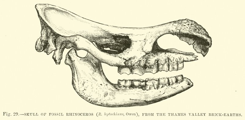 جمجمة أحفور وحيد القرن (R leptorhinus ، Owen) ، من التايمز وادي الطوب الطوبى بواسطة مدرسة اللغة الإنجليزية