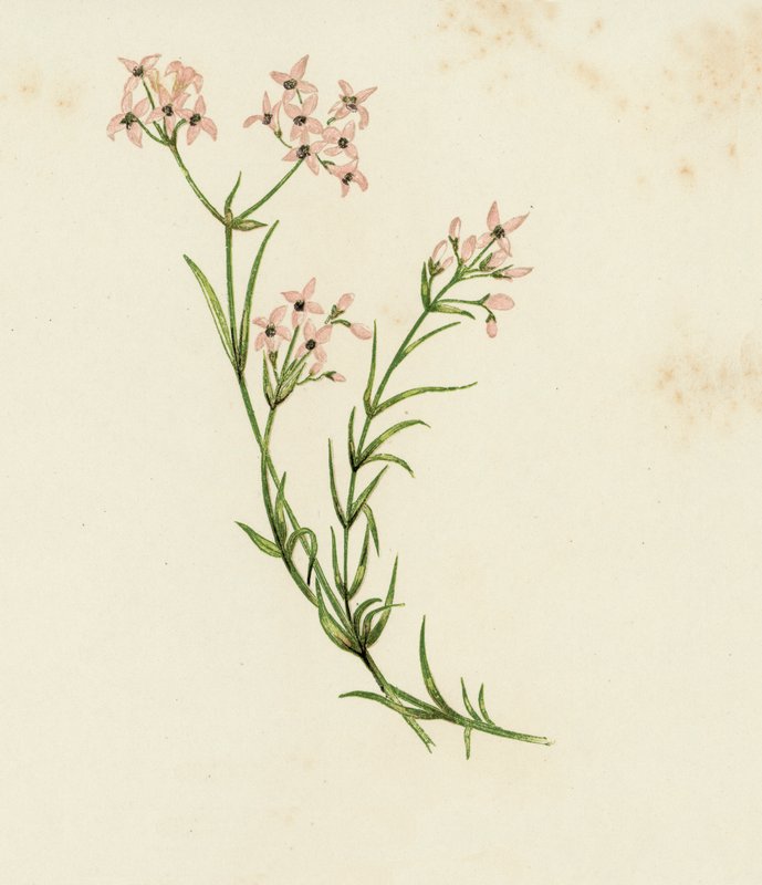 Woodruff صغير ، Asperula Cynanchica (لون ليثو) بواسطة مدرسة اللغة الإنجليزية