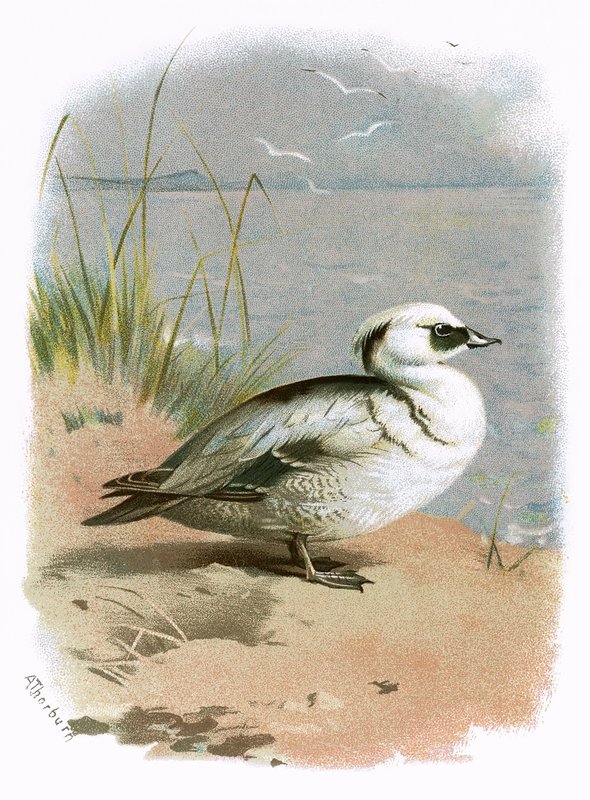 Smew بواسطة مدرسة اللغة الإنجليزية