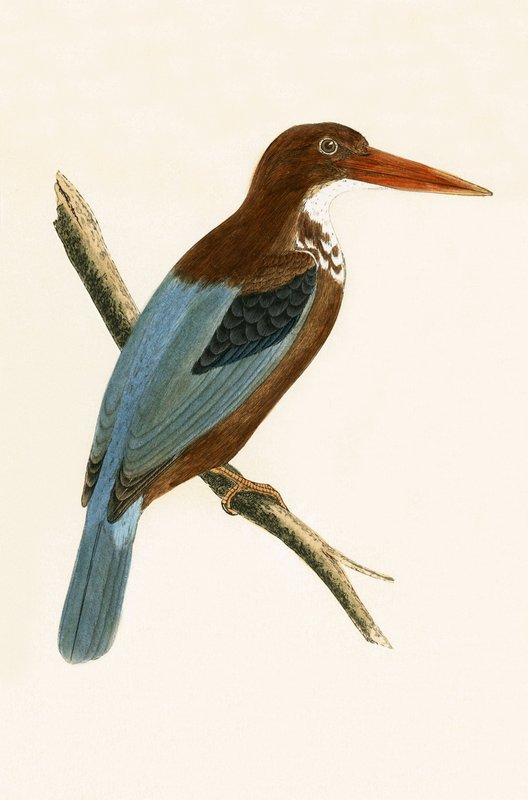 Smyrna Kingfisher ، رسم توضيحي من "تاريخ طيور أوروبا غير المرصودة في الجزر البريطانية" بقلم تشارلز روبرت بري (1811-1886) ، نشر عام 1867 بواسطة مدرسة اللغة الإنجليزية