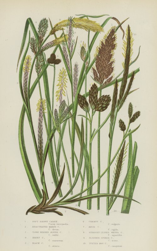Carex بني ناعم ، Marsh Carex Bracteated ، جبال الألب ذات الرأس المقرب ، Hoary Carex ، أسود Carex ... (لون ليثو) بواسطة مدرسة اللغة الإنجليزية