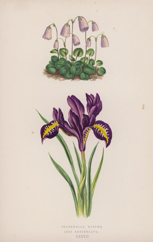 Soldanella Minima ؛ Iris Reticulata (لون ليثو) بواسطة مدرسة اللغة الإنجليزية
