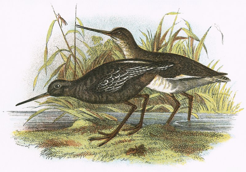 مرقط Redshank بواسطة مدرسة اللغة الإنجليزية