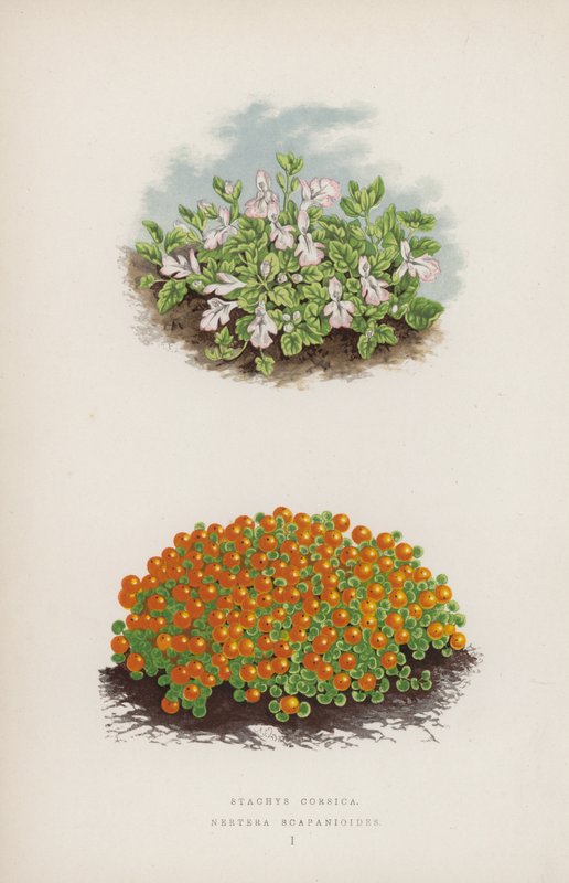 Stachys Corsica; Nertera Scapanioides (colour litho) بواسطة مدرسة اللغة الإنجليزية