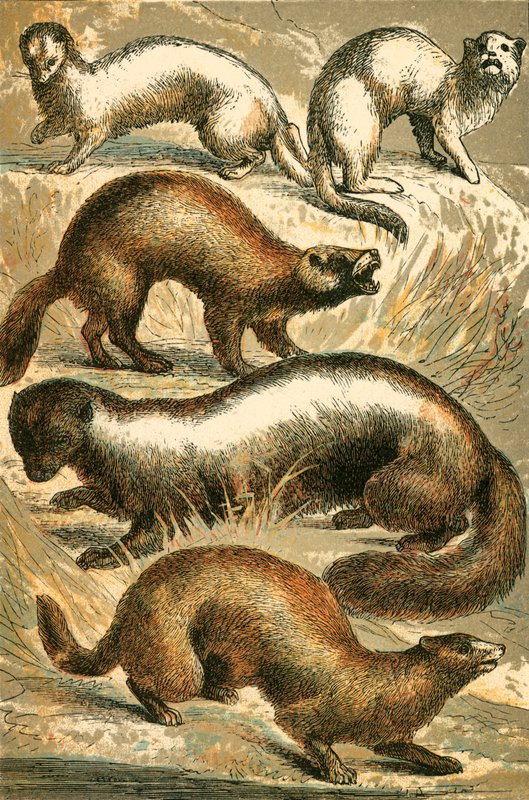Stoat ، Ermine ، Polecat ، Skunk and Mink or Minx بواسطة مدرسة اللغة الإنجليزية