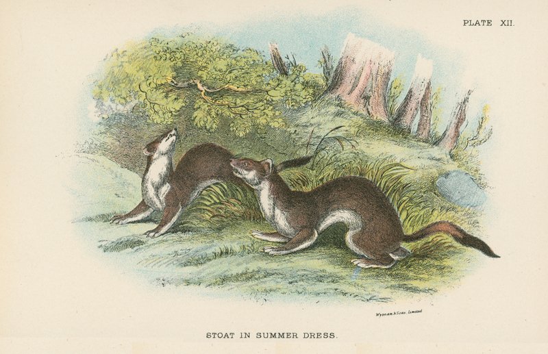 Stoat في فستان صيفي بواسطة مدرسة اللغة الإنجليزية