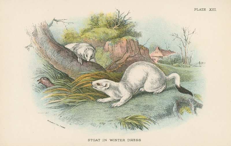 Stoat في ثوب الشتاء بواسطة مدرسة اللغة الإنجليزية