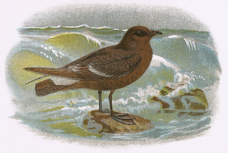 العاصفة Petrel بواسطة مدرسة اللغة الإنجليزية