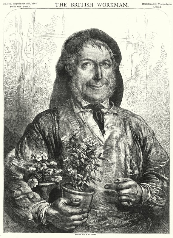 Story of a Flower (engraving) بواسطة مدرسة اللغة الإنجليزية