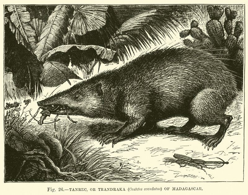 Tanrec ، أو Trandraka (Centetes ecaudatus) من مدغشقر بواسطة مدرسة اللغة الإنجليزية