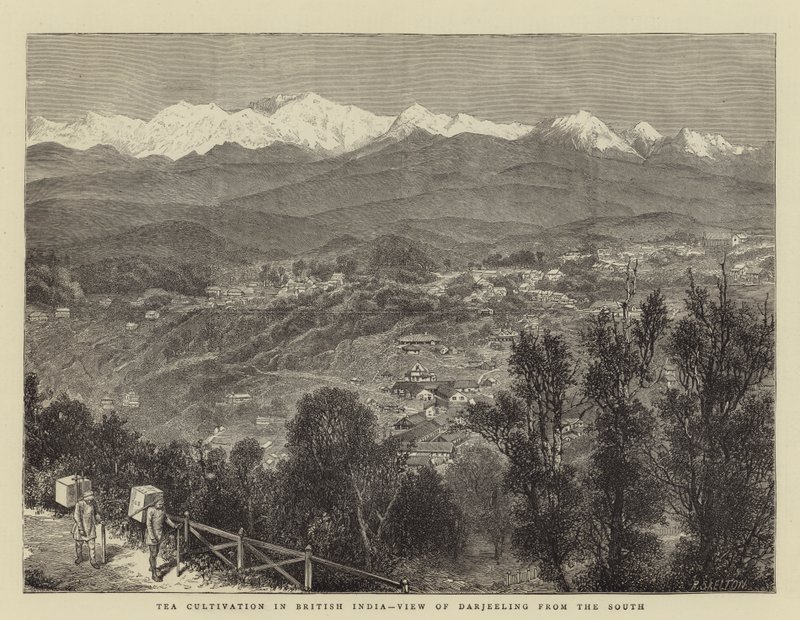 Tea Cultivation in British India, View of Darjeeling from the South (engraving) بواسطة مدرسة اللغة الإنجليزية