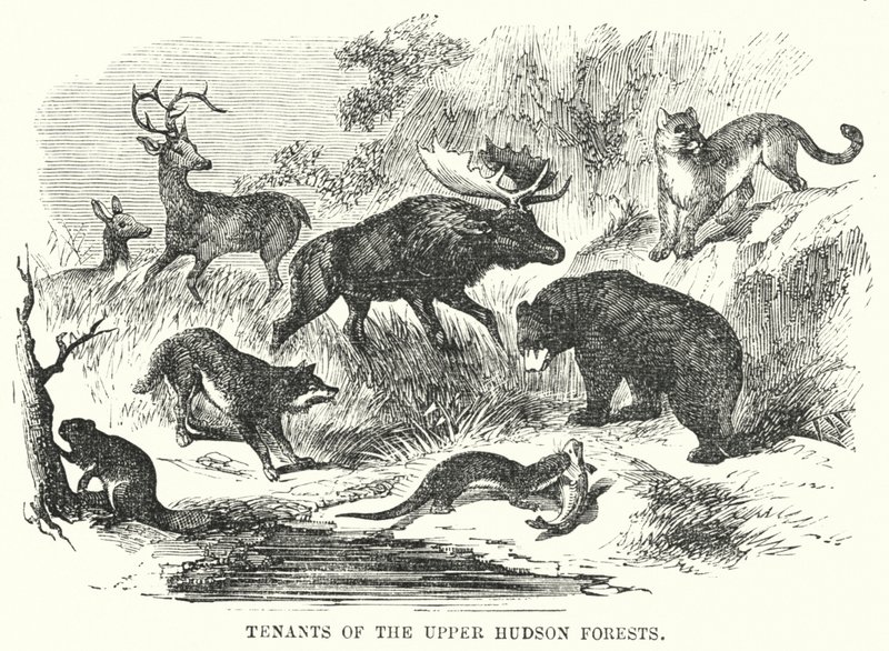 Tenants of the Upper Hudson Forests (engraving) بواسطة مدرسة اللغة الإنجليزية