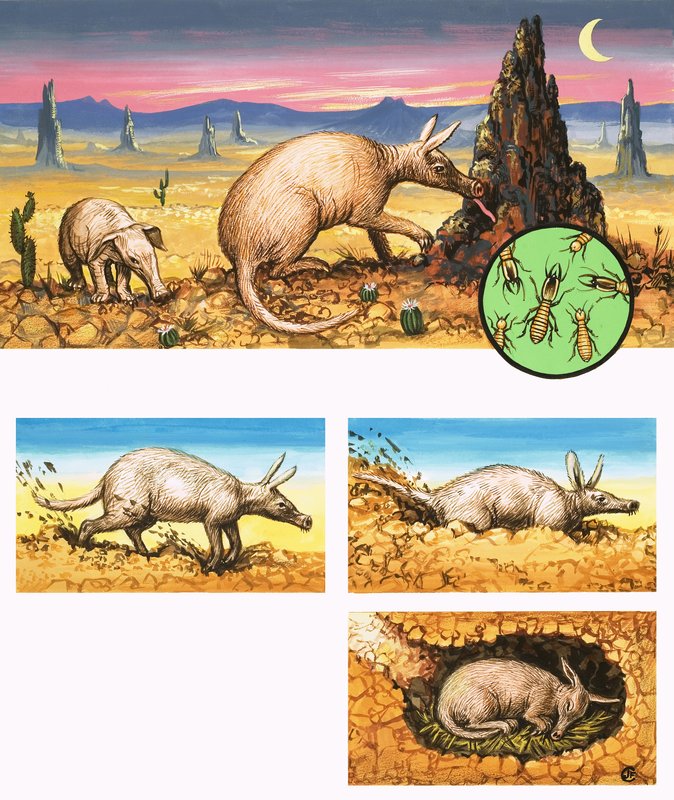 مدهش Aardvark بواسطة مدرسة اللغة الإنجليزية