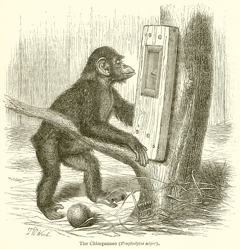 الشمبانزي (Troglodytes النيجر) بواسطة مدرسة اللغة الإنجليزية