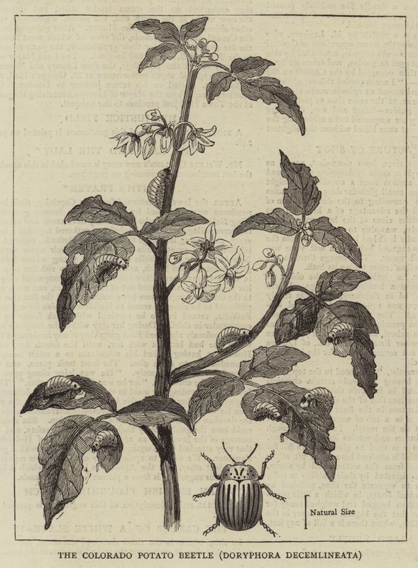 The Colorado Potato Beetle, Doryphora decemlineata (engraving) بواسطة مدرسة اللغة الإنجليزية