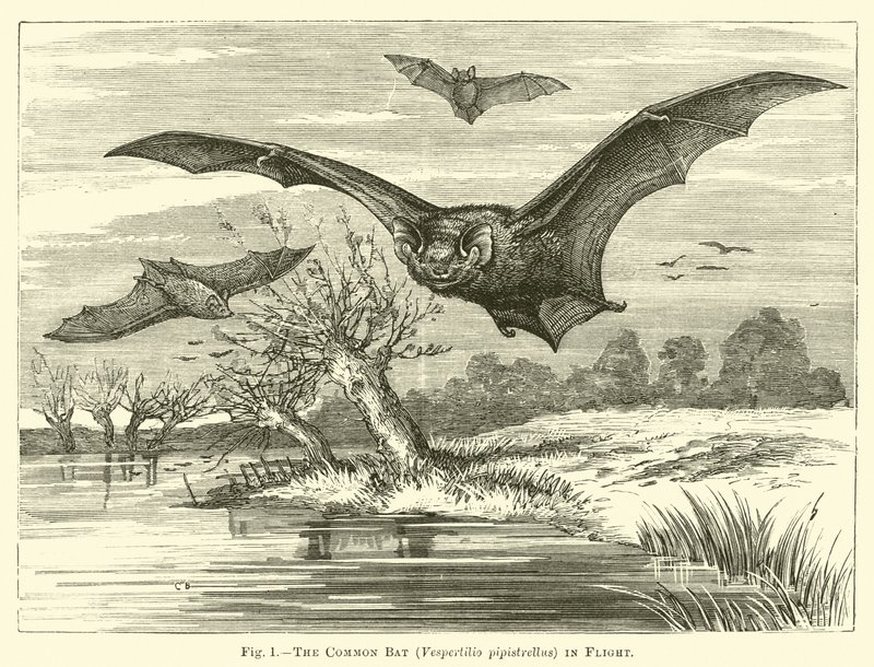 الخفاش المشترك ، Vespertilio pipistrellus ، في الطيران بواسطة مدرسة اللغة الإنجليزية
