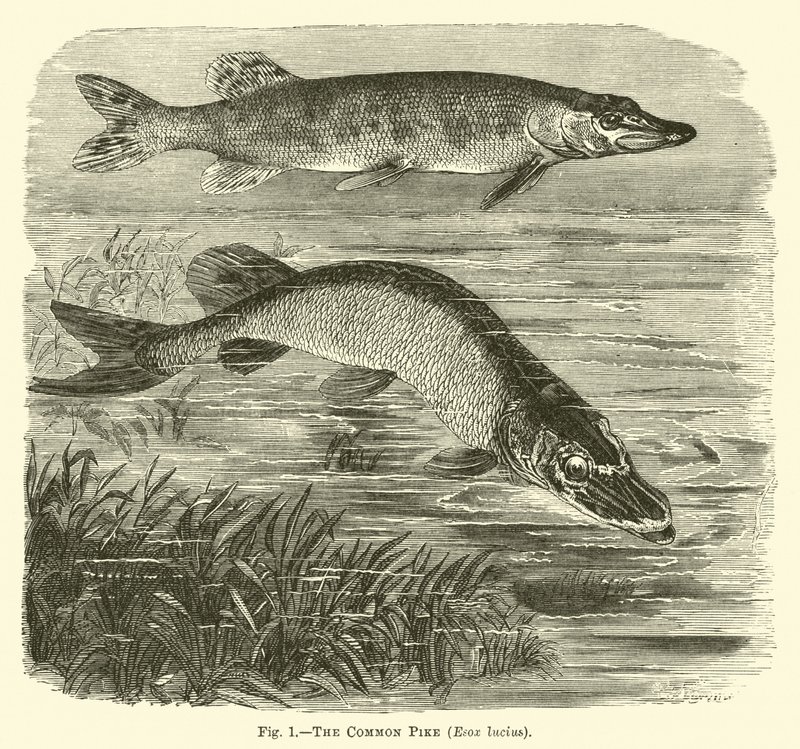 بايك المشترك ، Esox lucius بواسطة مدرسة اللغة الإنجليزية