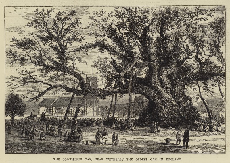 The Cowthorpe Oak, near Wetherby, the Oldest Oak in England (engraving) بواسطة مدرسة اللغة الإنجليزية