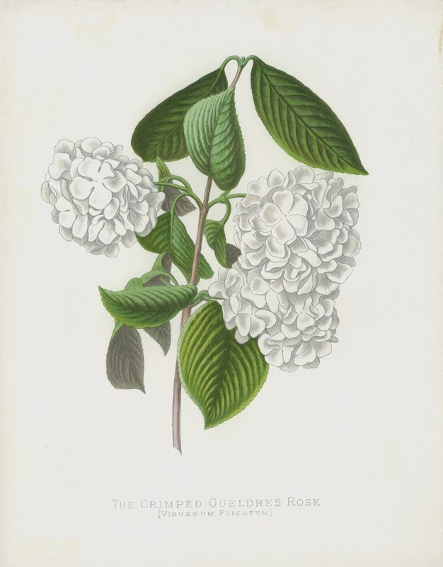 The Crimped Gueldres Rose ، الويبرنوم ؛ فار كبير ؛ بواسطة مدرسة اللغة الإنجليزية