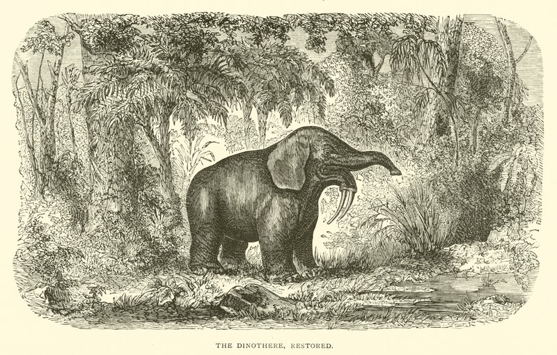 Dinothere ، ترميم (نقش) بواسطة مدرسة اللغة الإنجليزية