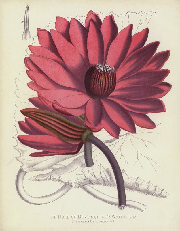 دوق Devonshires Water Lily ، Nymphaea Devoniensis بواسطة مدرسة اللغة الإنجليزية