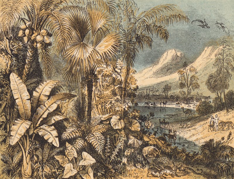 The Garden of Eden (coloured engraving) بواسطة مدرسة اللغة الإنجليزية