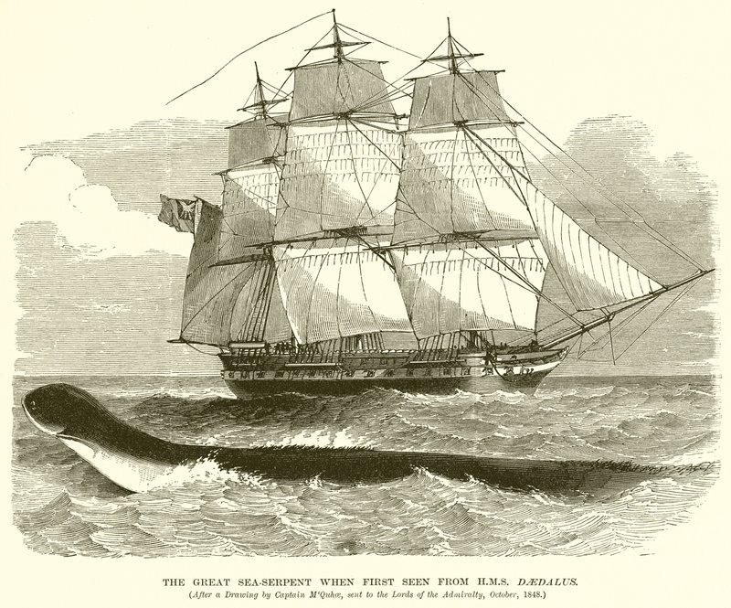 ثعبان البحر العظيم عندما شوهد لأول مرة من HMS Daedalus بواسطة مدرسة اللغة الإنجليزية