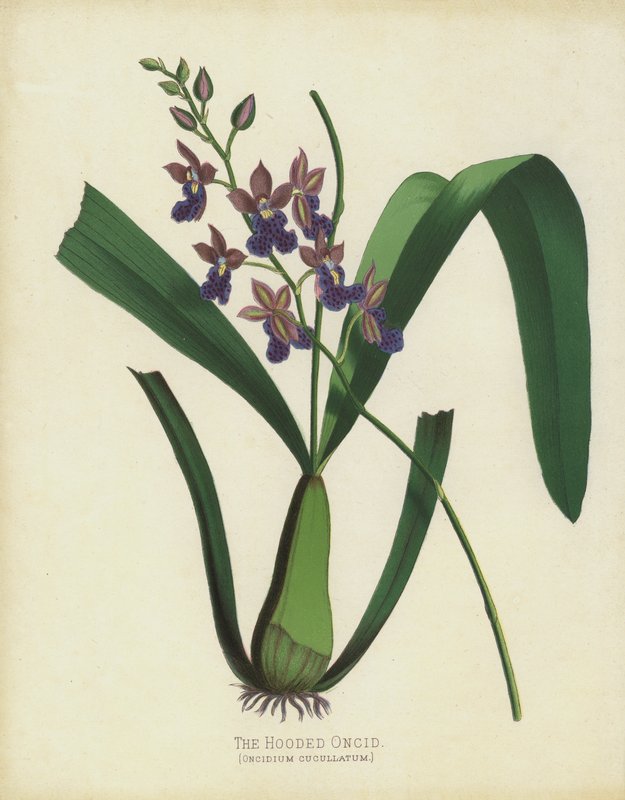 Oncid Oncid ، Oncidium Cuccullatum بواسطة مدرسة اللغة الإنجليزية