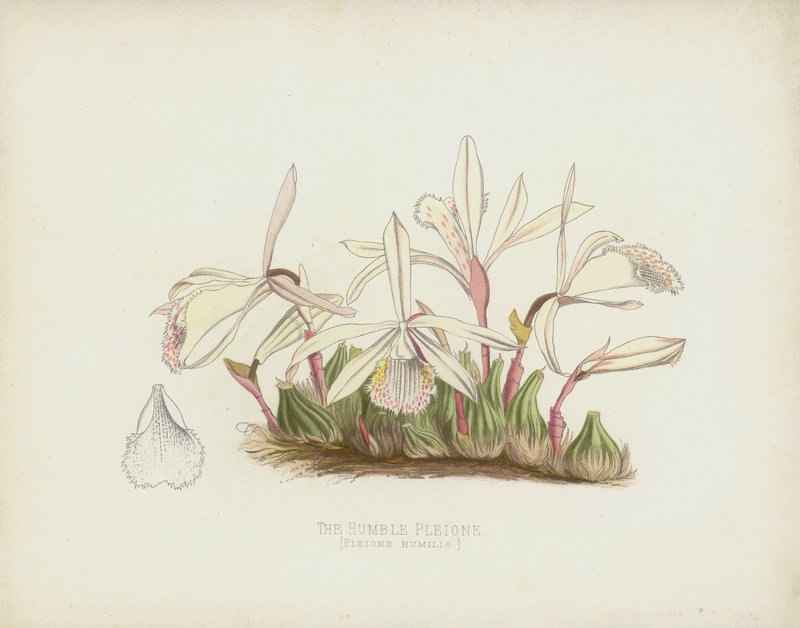 The Humble Pleione، Pleione Humilis بواسطة مدرسة اللغة الإنجليزية