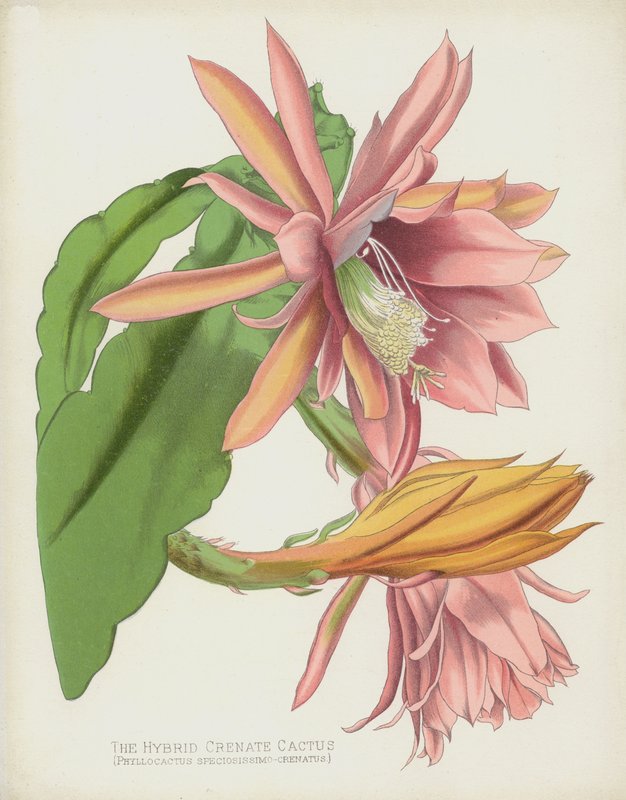 صبار الهجين الهجين ، Phyllocactus Speciosissimo-Crenatus بواسطة مدرسة اللغة الإنجليزية