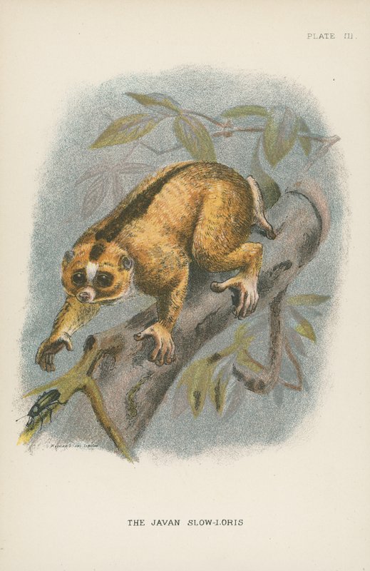 The Javan Slow-Loris بواسطة مدرسة اللغة الإنجليزية