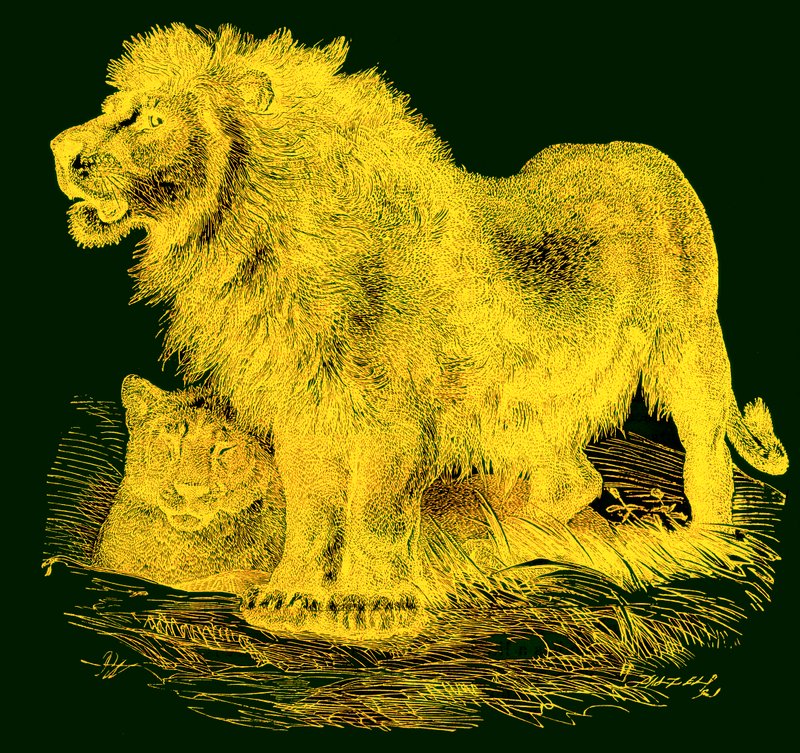 الأسد ، رسم توضيحي من JG Woods Illustrated Natural History ، تم نشره عام 1850 (صورة محسنة رقميًا) بواسطة مدرسة اللغة الإنجليزية