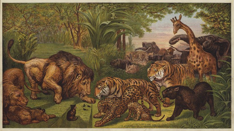 The Lion