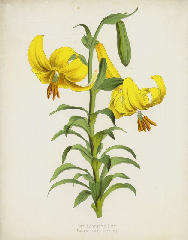 The Loddiges Lily ، Lilium Loddigesianum بواسطة مدرسة اللغة الإنجليزية