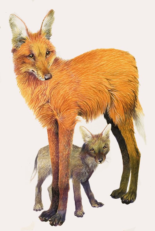 The Maned Wolf ، موجود في أمريكا الجنوبية بواسطة مدرسة اللغة الإنجليزية