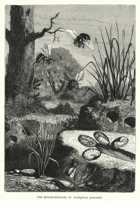 The Metamorphoses of Anthophora personata (engraving) بواسطة مدرسة اللغة الإنجليزية