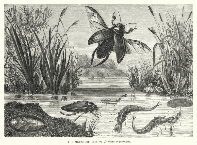 The Metamorphoses of Dytiscus marginalis (engraving) بواسطة مدرسة اللغة الإنجليزية