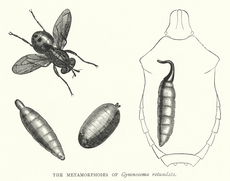 The Metamorphoses of Gymnosoma rotundata (engraving) بواسطة مدرسة اللغة الإنجليزية