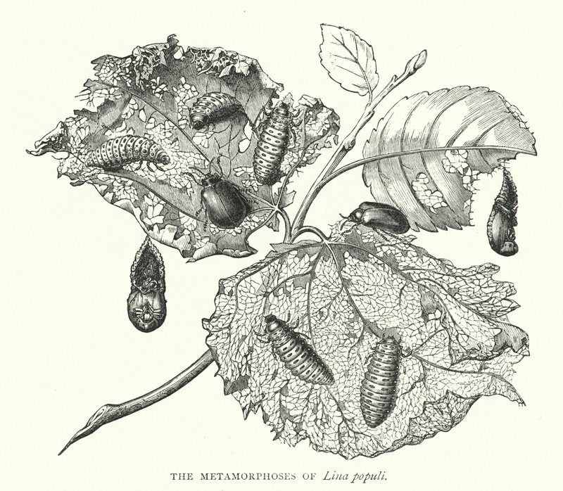 The Metamorphoses of Lina populi (engraving) بواسطة مدرسة اللغة الإنجليزية