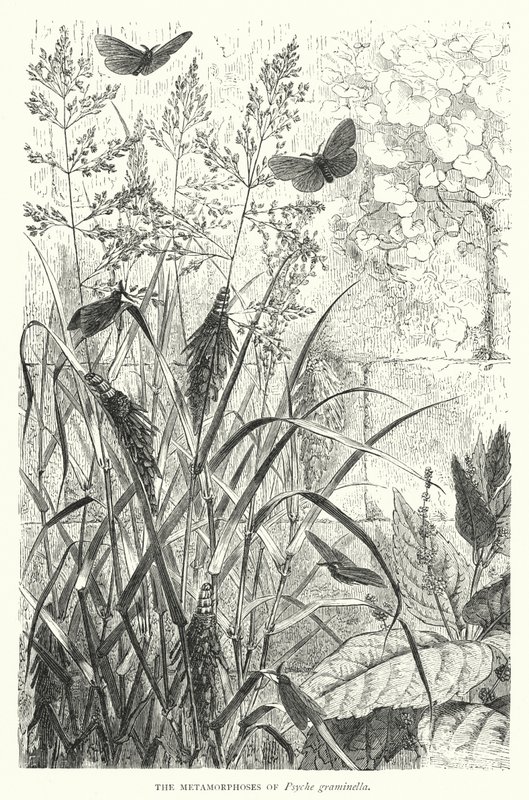 The Metamorphoses of Psyche graminella (engraving) بواسطة مدرسة اللغة الإنجليزية