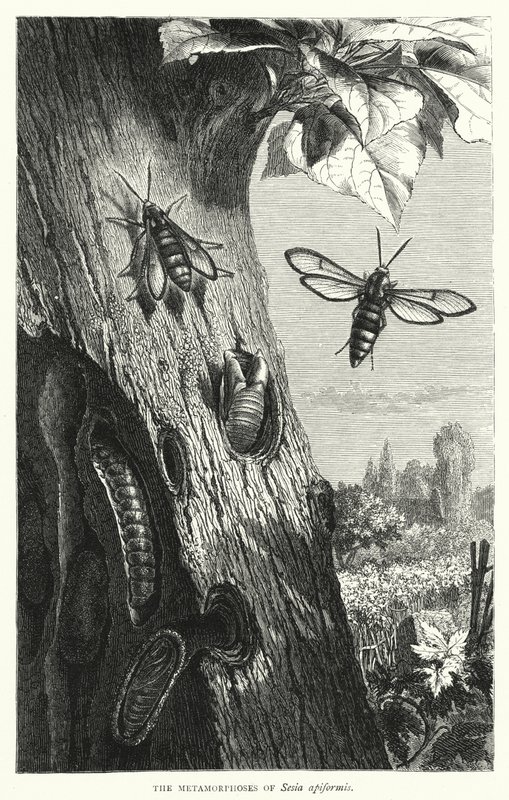 The Metamorphoses of Sesia apiformis (engraving) بواسطة مدرسة اللغة الإنجليزية