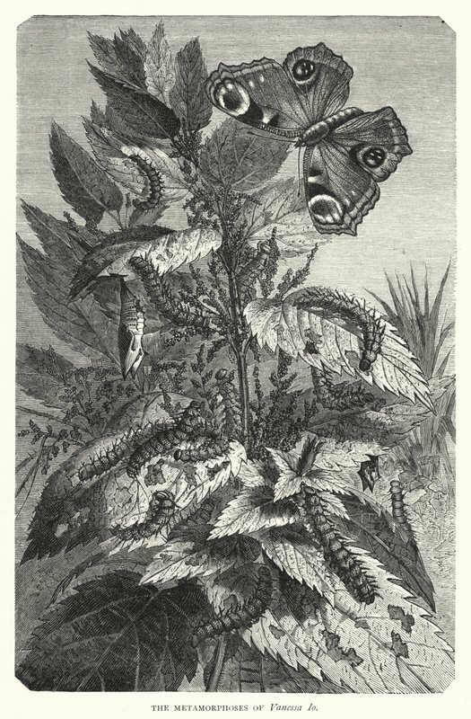 The Metamorphoses of Vanessa Io (engraving) بواسطة مدرسة اللغة الإنجليزية